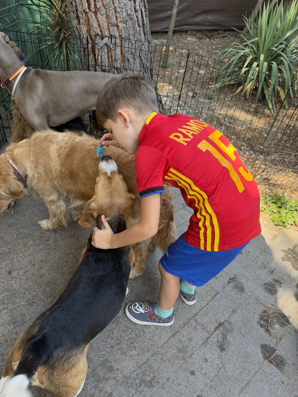 Un perro tranquilo en casa
