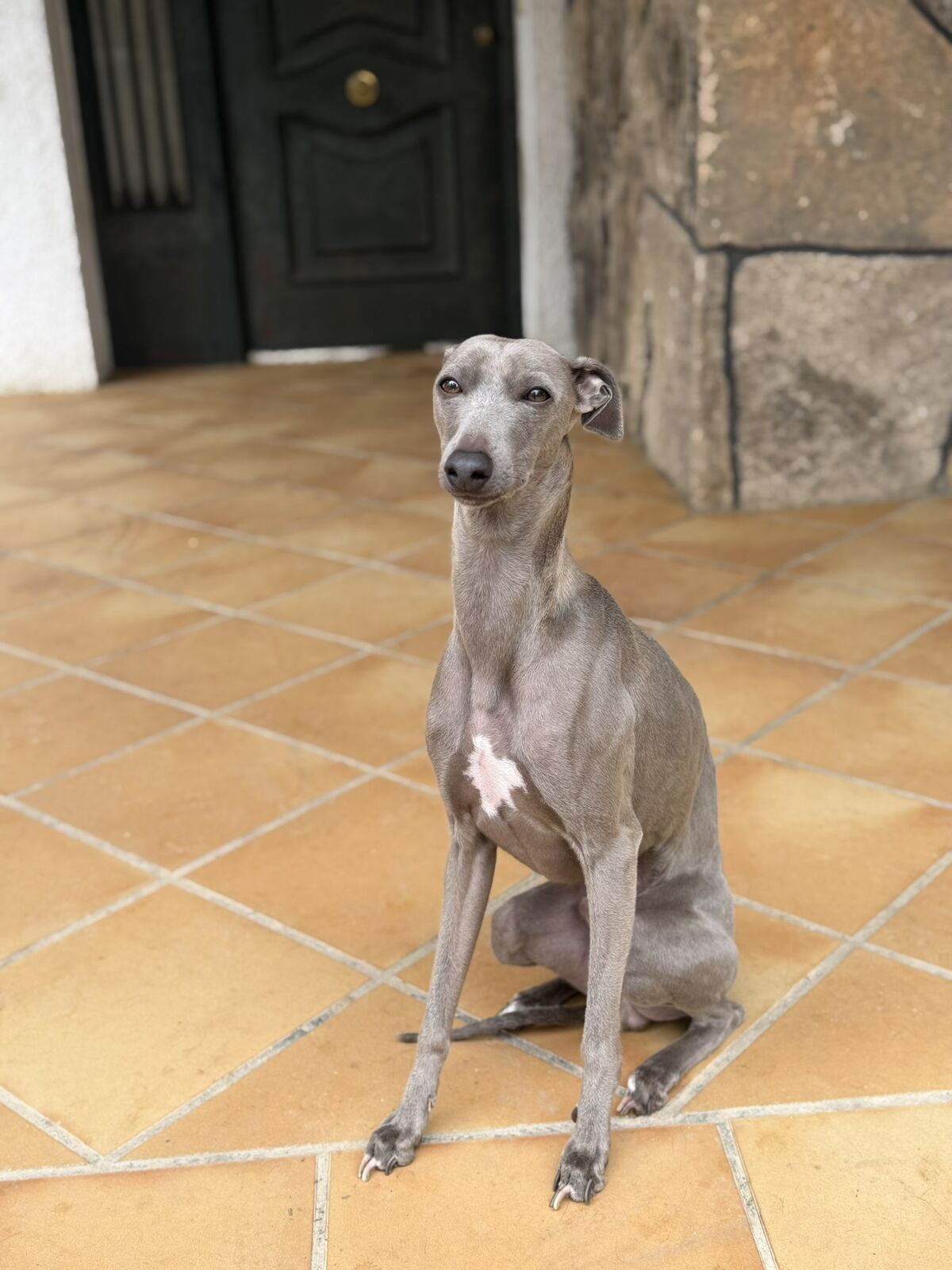 Perro alojado en Aloha Guau