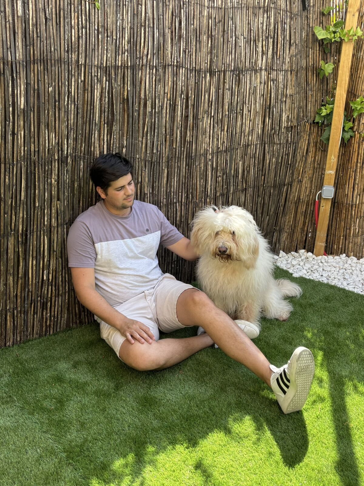 Perro alojado en Aloha Guau
