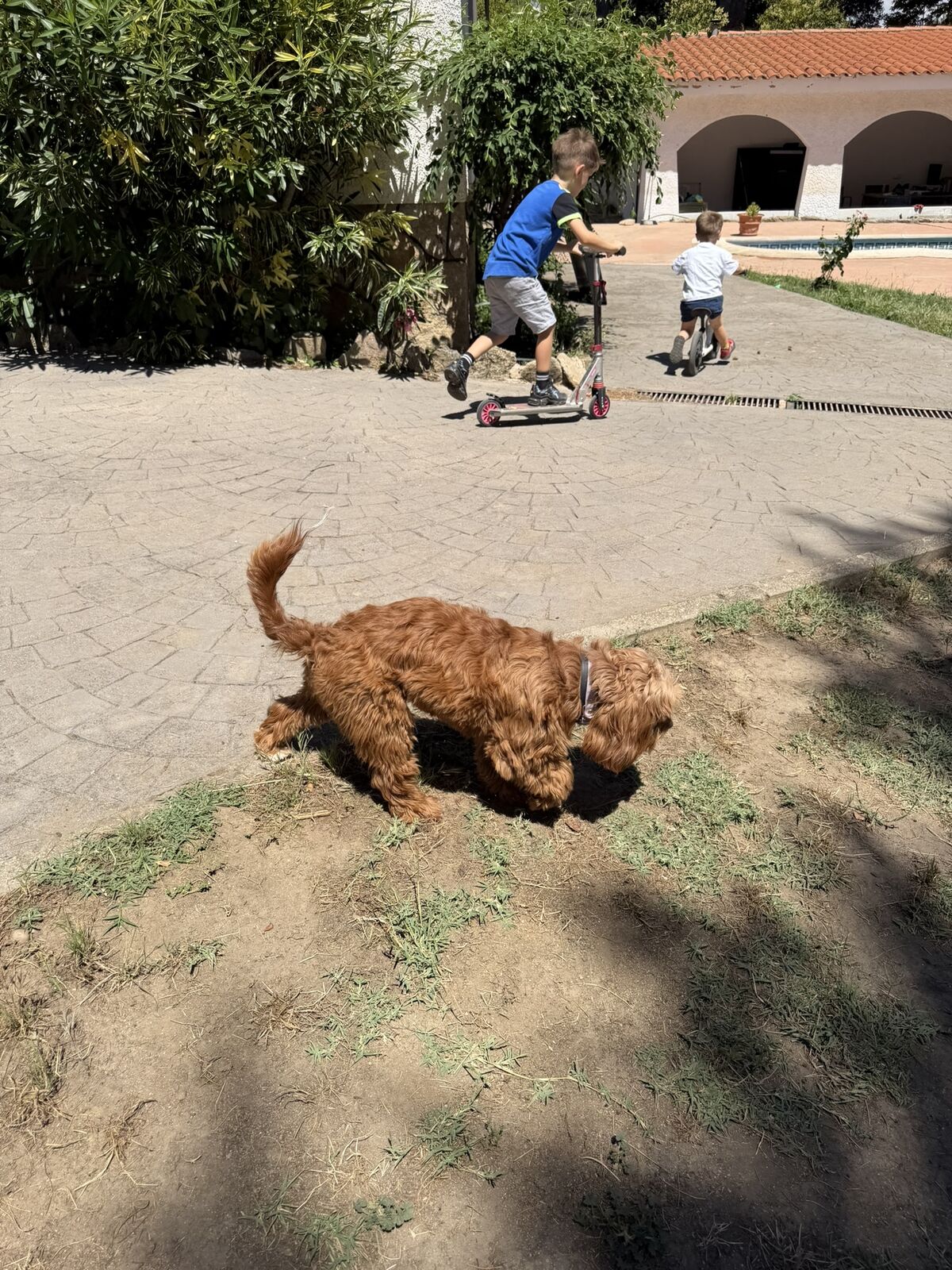 Perro alojado en Aloha Guau
