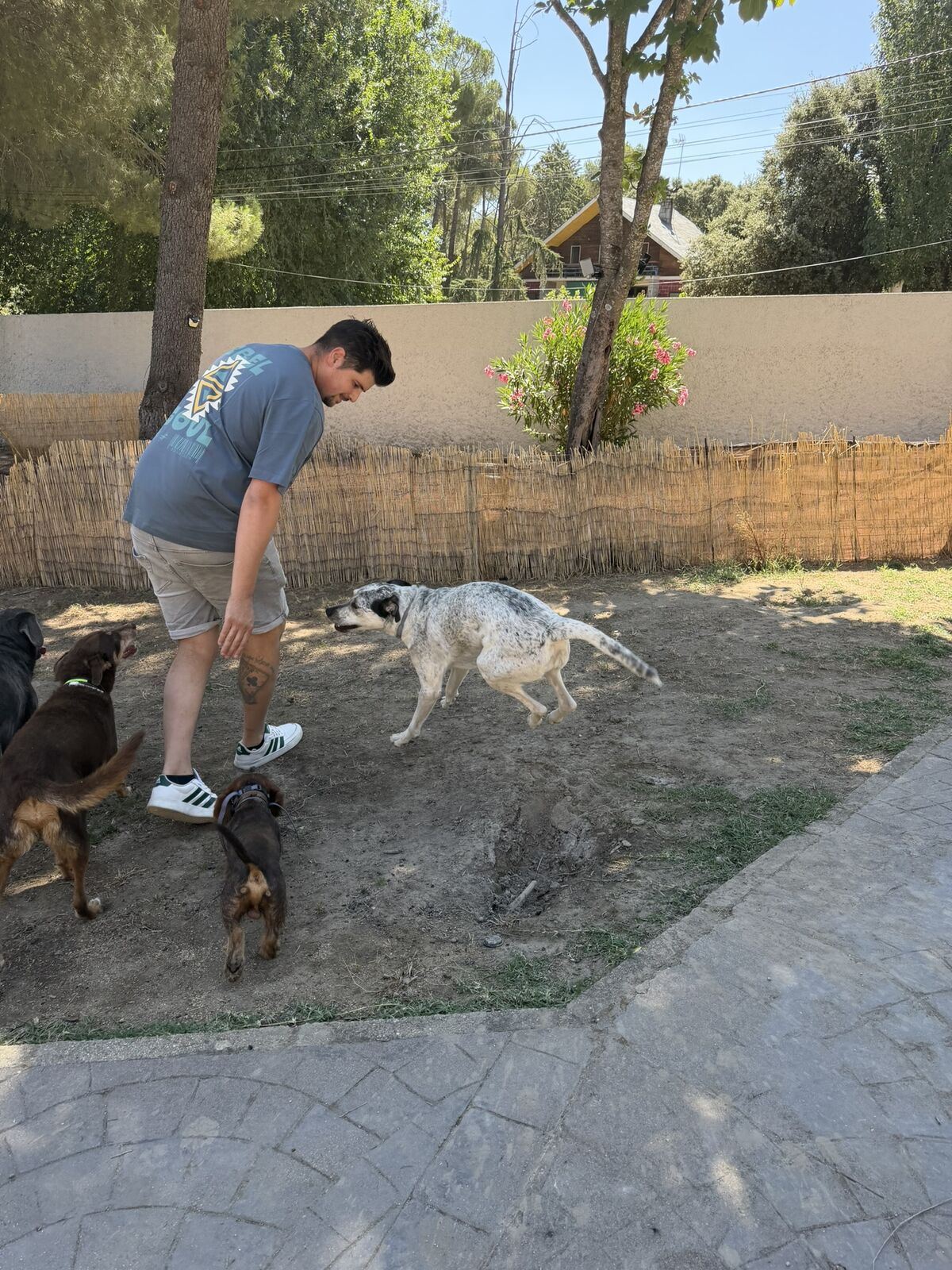 Perro alojado en Aloha Guau