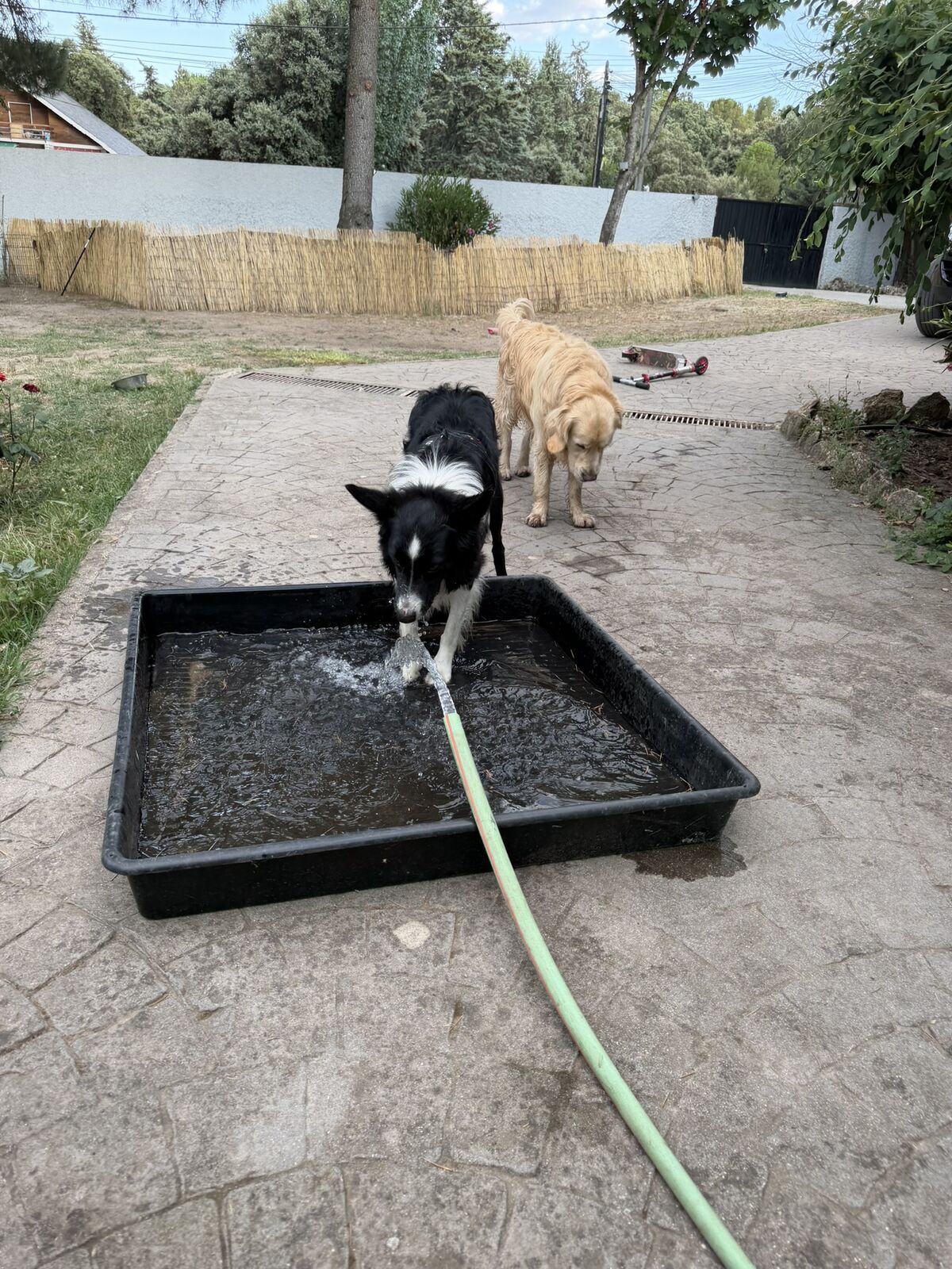 Perro alojado en Aloha Guau