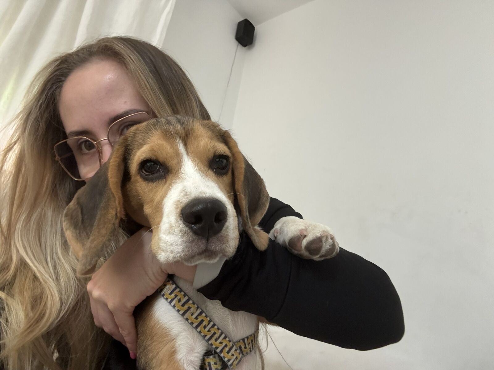 Perro alojado en Aloha Guau
